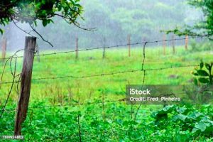 Início do período das chuvas: 4 motivos para fazer o controle de plantas daninhas na pastagem