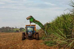 Impactos da estiagem podem ser sentidos na safra de cana 2025/2026