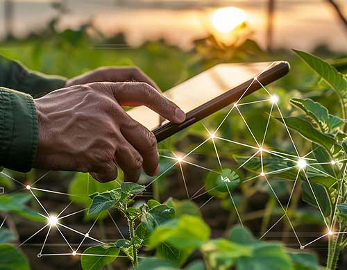 Inteligência Artificial já está disponível no campo e ajuda os agricultores a produzirem mais e com sustentabilidade