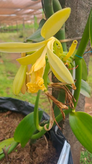 Baunilhas da Embrapa Cerrados têm sua primeira floração