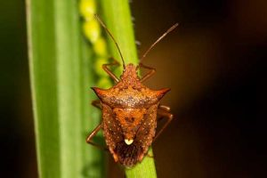 Percevejos: 10 curiosidades sobre uma das principais pragas da agricultura nacional