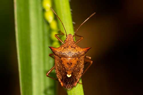 Percevejos: 10 curiosidades sobre uma das principais pragas da agricultura nacional