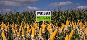 Híbridos de milho da Morgan e Forseed são eficazes no enfrentamento das doenças provocadas pelo CMV