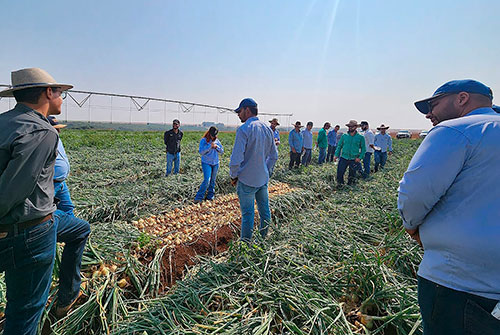 Expansão na produção de cebolas no Brasil reforça a importância de cultivares híbridas adaptadas