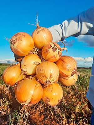 Expansão na produção de cebolas no Brasil reforça a importância de cultivares híbridas adaptadas