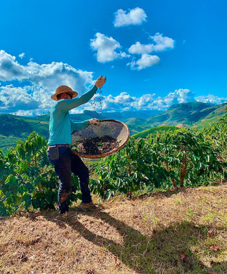 Uso de fertilizantes organominerais ganha espaço na cafeicultura brasileira