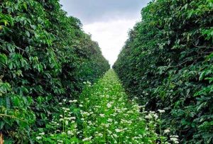 Fertirrigação mitiga impactos climáticos e aumenta produtividade do cafezal