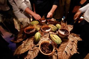 Cacau especial: Mudanças climáticas e notas florais moldam a excelência das amêndoas brasileiras