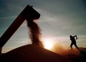 Safra de soja 2024/25: expectativa de recorde reforça importância de estratégias de proteção para o agro brasileiro