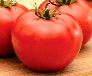 Novo tomate salada permite pencas mais próximas e mais produtividade por metro quadrado