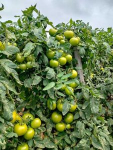 Produtores do Espírito Santo buscam tomate híbrido para lavouras com alto percentual de frutos AA