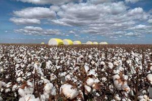 Meta da empresa é comercializar sete mil sacas de sementes de algodão até o final de 2024