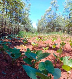 Quatro novas comunidades vão plantar alimentos nas terras da Aperam BioEnergia, no Vale do Jequitinhonha