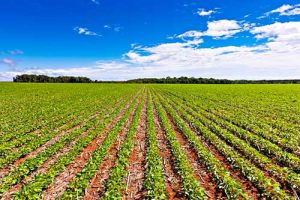 Novo manejo para doenças na soja: BASF leva lançamentos ao Show Rural Coopavel