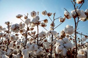 Novas variedades de algodão FiberMax® do Sistema Seletio® chegam ao mercado com resistência a ramulária e nematoides