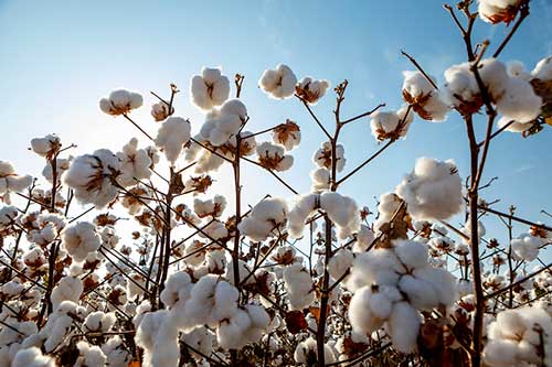 Novas variedades de algodão FiberMax® do Sistema Seletio® chegam ao mercado com resistência a ramulária e nematoides