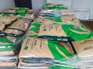 Agricultores familiares de MT receberão 1 mil sacas de sementes de milho com alta tecnologia