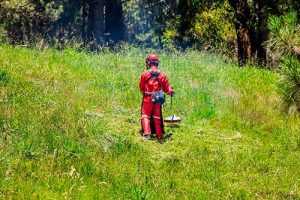 Verão x mato alto: conheça as soluções da Branco Motores para solucionar o problema