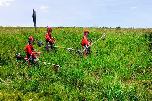 Verão x mato alto: conheça as soluções da Branco Motores para solucionar o problema