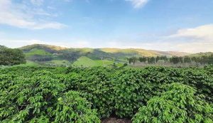 Café do Vale da Grama (SP) conquista Indicação Geográfica