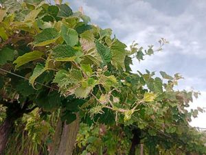 Perdas na fruticultura e vitivinicultura acendem alerta sobre deriva de herbicidas