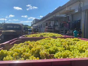 Cooperativa Vinícola Garibaldi inicia recebimento de uvas da safra 2025