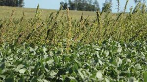 Com avanço da semeadura da safra de soja 2024/25, agricultor deve ficar atento no controle das plantas daninhas que podem trazer queda na produtividade de até 80%