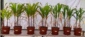 Pesquisa avalia o Lithothamnium como tecnologia para correção da acidez do solo e nutrição da cultura do milho