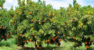 Relatório da Faesp aponta queda na safra de laranja 2024/25