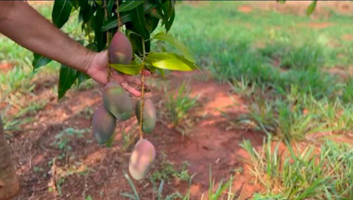 Apta Regional de Andradina realizará fórum para intensificar a produção de frutas com uso de tecnologias sustentáveis