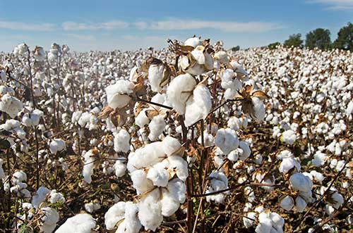 Nova tecnologia sustentável promete revolucionar o cultivo de algodão