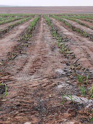  Pesquisa aponta que mais da metade dos canaviais não irão se recuperar das queimadas