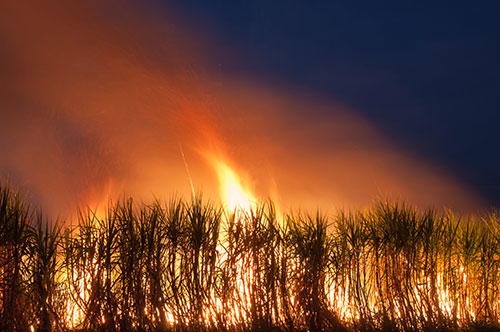 Pesquisa aponta que mais da metade dos canaviais não irão se recuperar das queimadas