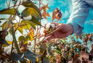 Destruição de soqueiras é prática essencial para uma cotonicultura sustentável