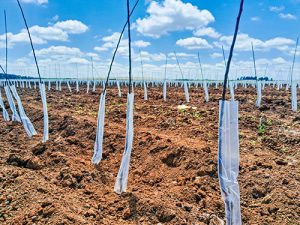 RASIP investiu no plantio de 15 hectares de novos pomares de BELGALA