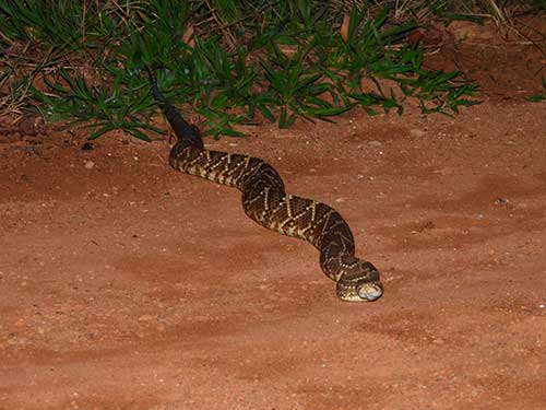 Iniciativa da RHI Magnesita destaca biodiversidade da fauna em Uberaba (MG)