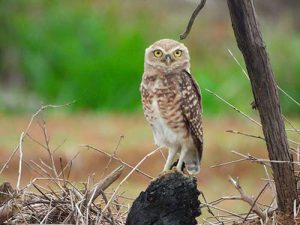 Iniciativa da RHI Magnesita destaca biodiversidade da fauna em Uberaba (MG)
