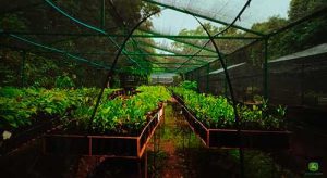 RZK AGRO entrega meio milhão de mudas até 2025