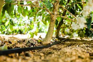 Irrigação por gotejamento ajuda o café na seca severa