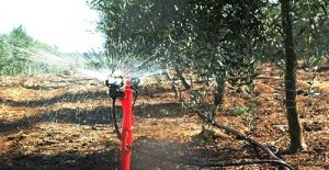 Irrigação por aspersão aumenta lucratividade e proteção de frutas contra geadas e calor excessivo