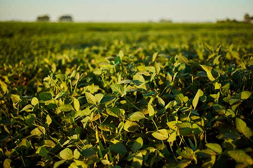 Produção de soja no Brasil cresce, mas ferrugem asiática coloca colheita em risco