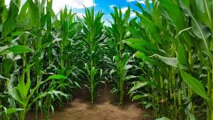 Tecnologias avançadas aceleram o desenvolvimento de cultivares e antecipam as demandas do campo