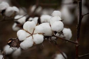 Triunfe®, o novo multissítio da Vittia, inaugura categoria de produtos com composição inovadora, tem total compatibilidade com biológicos e reforça o compromisso da empresa com a agricultura sustentável