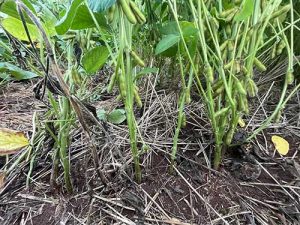 Agricultura regenerativa não é um movimento ideológico, é uma prática que revigora o solo