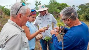 Pesquisadores da Alemanha avaliam roças infestadas pela vassoura-de-bruxa da mandioca no Amapá
