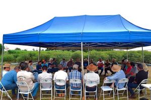 Pesquisadores trocam conhecimentos sobre mandiocultura com extensionistas da Emater-DF