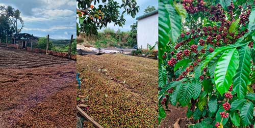  Dak Lak e Lam Dong: o coração da produção cafeeira no Vietnã