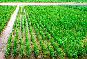 Desafios e estratégias para enfrentas as mudanças climáticas no agro