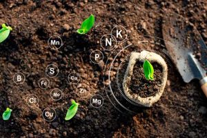 Potencializar a fertilização é a chave do sucesso para esta safra verão