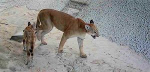 Passagens de fauna garantem a travessia segura em 415 pontos estratégicos das rodovias concedidas